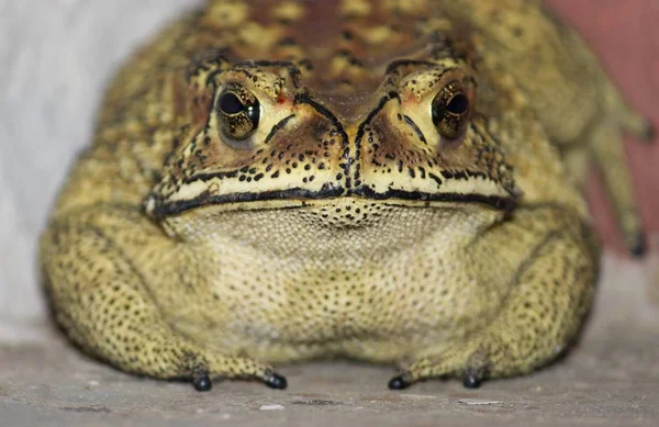 Spadefoot Kurbağasının Kameraya Baktığı Yakın Çekim — Stok fotoğraf