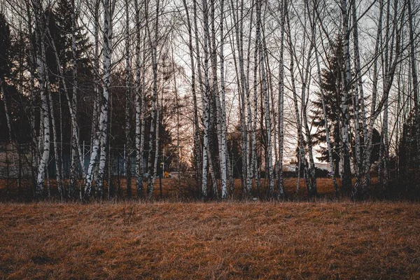 Bel Colpo Alberi Alti Con Rami Nudi Nella Foresta Una — Foto Stock