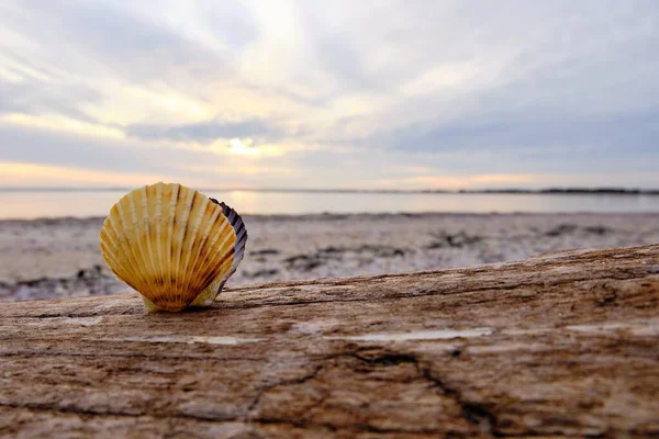 Scallop Shell Standing Upright Wooden Surface Shore Background Dusk — Stock Photo, Image