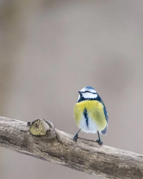 Vertikální Detailní Záběr Krásného Malého Žlutého Ptáčka Dřevěné Větvi Rozmazaným — Stock fotografie