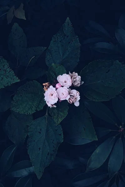 葉の裏にピンクのベゴニアの花を咲かせる垂直のオーバーヘッドショット — ストック写真