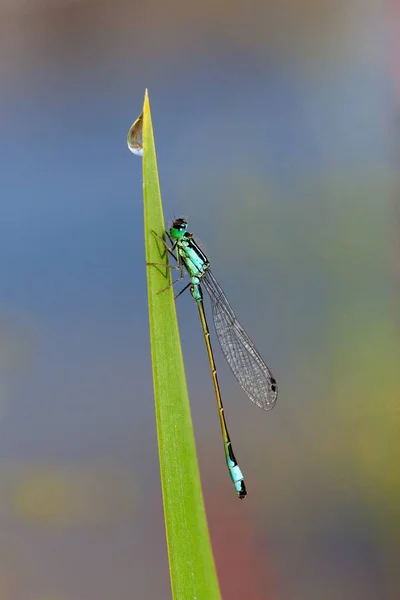 青绿的草地上挂着水滴的绿草上 一缕碧蓝的昆虫飞舞的垂直镜头 — 图库照片