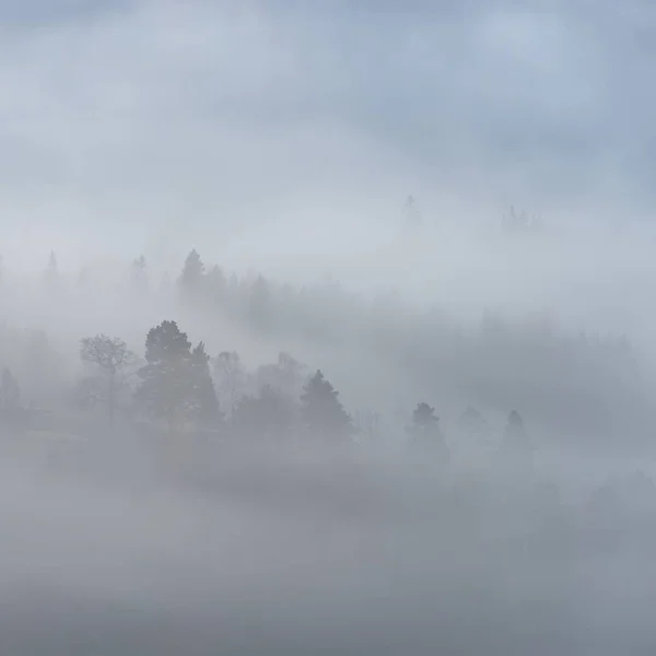 Tiro Bonito Uma Floresta Abeto Coberto Com Nevoeiro — Fotografia de Stock
