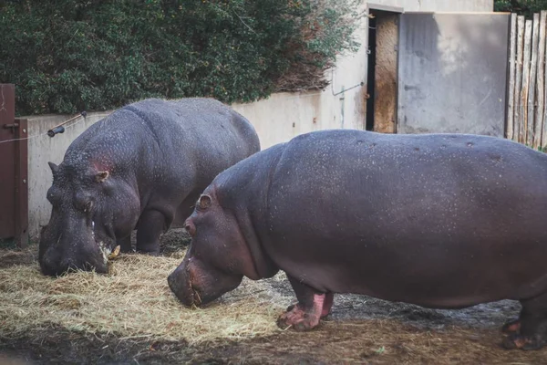 Вибірковий Фокус Двох Гіпопопотів Їдять Суху Траву — стокове фото