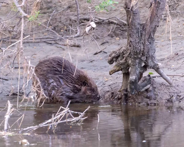 Nahaufnahme Eines Niedlichen Kleinen Stachelschweins Das Wasser Aus Dem Teich — Stockfoto