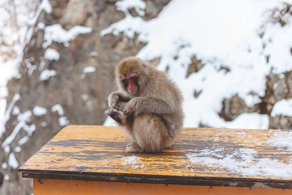 Singe Macaque Assis Sur Une Surface Bois — Photo