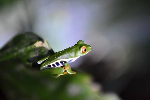 Uno Scatto Selettivo Una Rana Verde Una Foglia Con Uno — Foto Stock