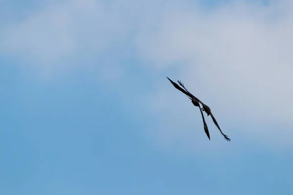 空を飛ぶ鳥の美しいショット — ストック写真