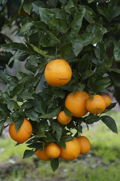Вертикальний Знімок Смачних Свіжих Апельсинів Дереві — стокове фото