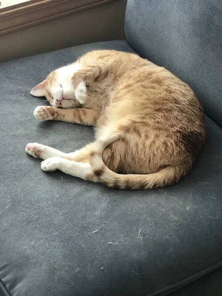 Vertical Picture Ginger Cat Sleeping Grey Couch Lights — Stock Photo, Image