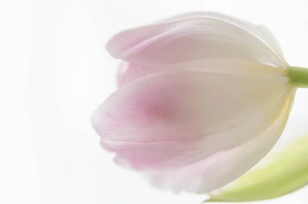 Крупный План Красивого Розового Лепестка Тюльпана Ярком Фоне — стоковое фото
