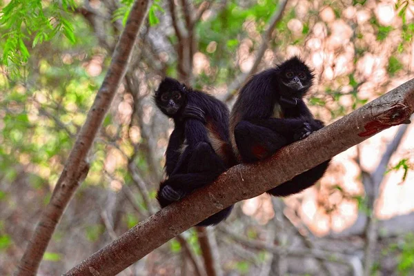 Tiro Close Baixo Ângulo Dois Macacos Aranha Sentados Galho Árvore — Fotografia de Stock