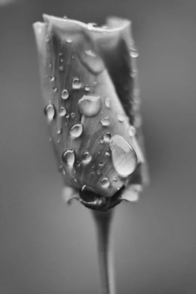 물방울이 — 스톡 사진