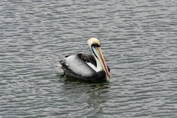 Plan Angle Élevé Pélican Brun Nageant Dans Eau Sombre — Photo