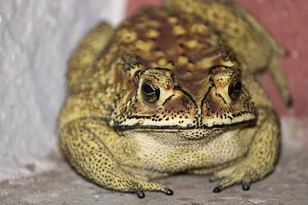 Gros Plan Une Grenouille Brune Sol Regardant Caméra — Photo