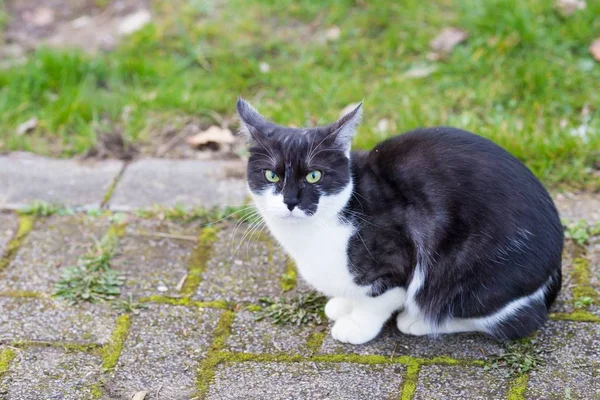 地面に座っている黒と白の猫の広い角度のショット — ストック写真