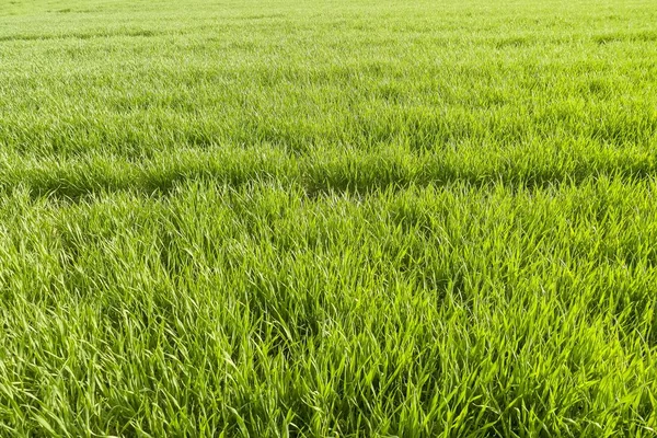 Campo Coperto Nell Erba Sotto Luce Del Sole Bello Sfondi — Foto Stock