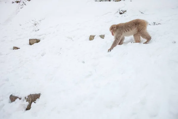 Μια Μαϊμού Μακάκ Περπατά Ένα Χιονισμένο Λόφο — Φωτογραφία Αρχείου