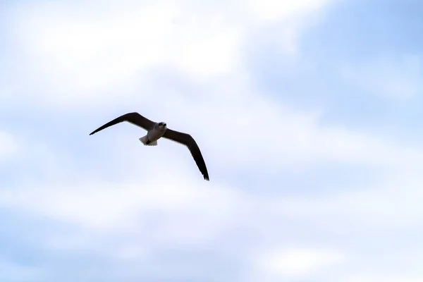 Bellissimo Scatto Uccello Che Vola Nei Cieli Nuvolosi — Foto Stock