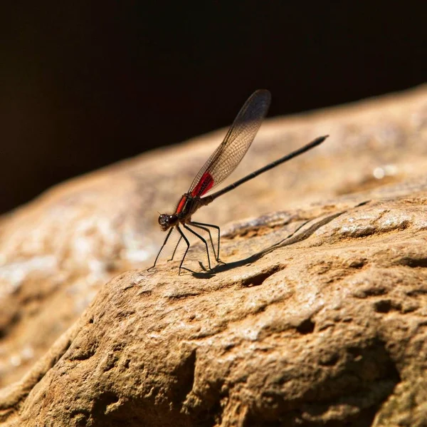Eine Selektive Fokusaufnahme Einer Libelle Auf Stein Mit Verschwommenem Hintergrund — Stockfoto