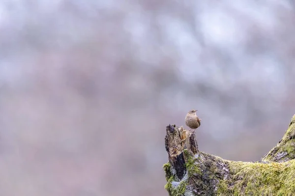 Nahaufnahme Eines Kleinen Sperlings Der Auf Einem Bemoosten Stück Holz — Stockfoto