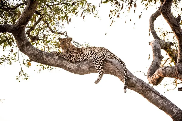 Low Angle Shot African Leopard Resting Tree Branch — Stock Photo, Image