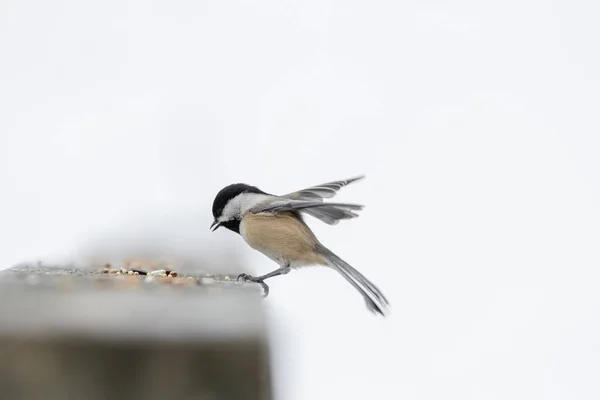 Schöne Aufnahme Eines Schwarz Weißen Singvogels Bewegung Winter — Stockfoto