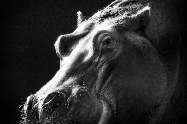 Primer Plano Escala Grises Hipopótamo Bajo Las Luces Sobre Fondo —  Fotos de Stock