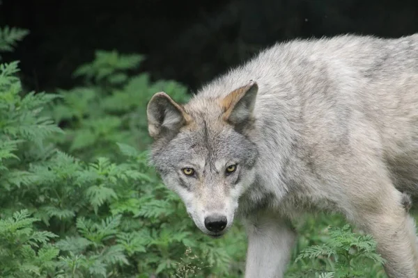 Closeup Shot Gray Wolf Fierce Look Greenery Background — Stock Photo, Image
