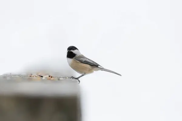 Eine Schöne Aufnahme Eines Schwarz Weißen Singvogels Der Winter Auf — Stockfoto