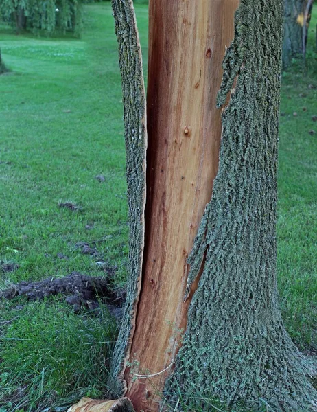 Vertical Shot Shattered Tree Bark Garden — Stock Photo, Image