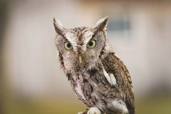 Detailní Záběr Východního Screech Owl Zamračený Den Venku — Stock fotografie