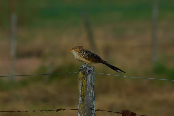 Een Schattige Kleine Vogel Zittend Een Prikkeldraad — Stockfoto