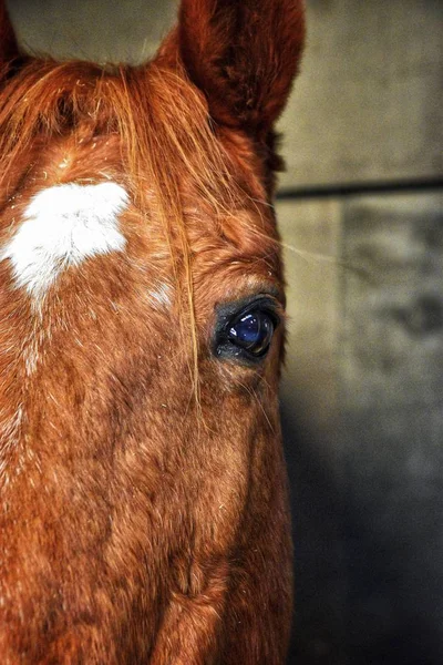 Vertikal Bild Ansiktet Vacker Brun Häst Med Suddig Bakgrund — Stockfoto