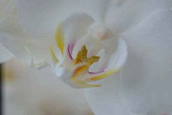 Detailní Záběr Bílé Orchideje Květiny Rozmazaným Pozadím — Stock fotografie