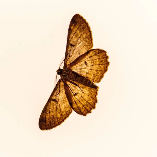 Крупним Планом Кистьовий Метелик Під Вогнями Білому Тлі — стокове фото