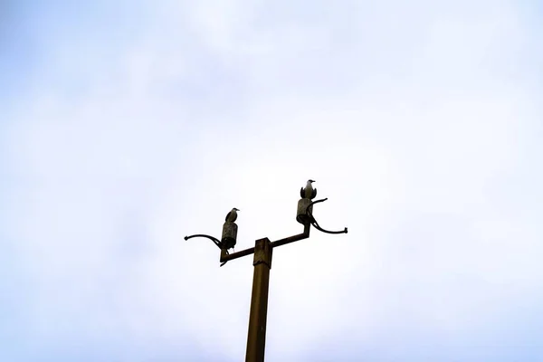 Kuşların Arka Planda Açık Beyaz Bir Gökyüzü Ile Elektrik Direğinin — Stok fotoğraf