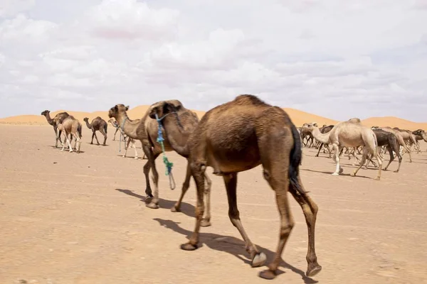 Een Wijd Hoek Shot Van Meerdere Kamelen Lopend Woestijn — Stockfoto