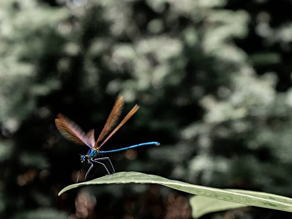 Closeup Dragonfly Leaf Sunlight Blurry Background — Stock Photo, Image