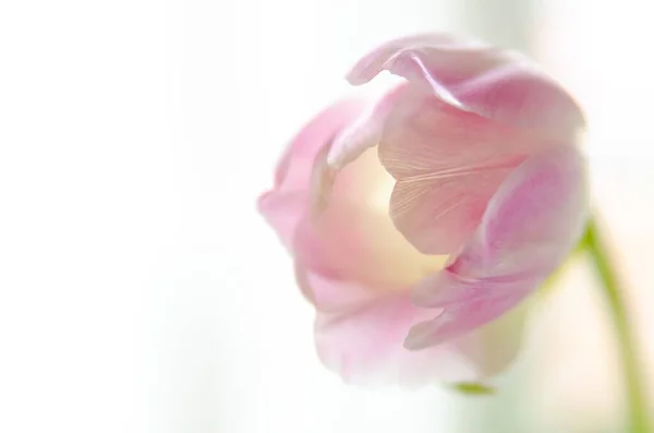 Closeup Shot Beautiful Pink Petaled Tulip Bright Background — Stock Photo, Image