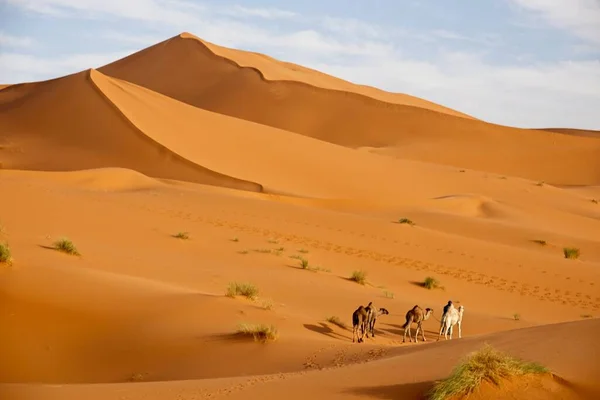 Gran Angular Camellos Caminando Por Desierto —  Fotos de Stock