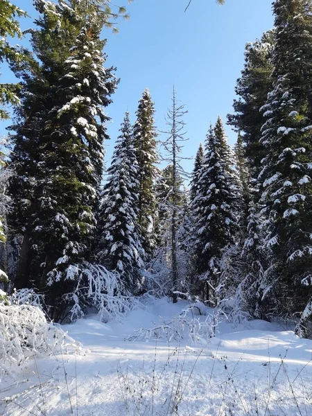 Skog Med Tallar Täckta Med Snö Vintern — Stockfoto