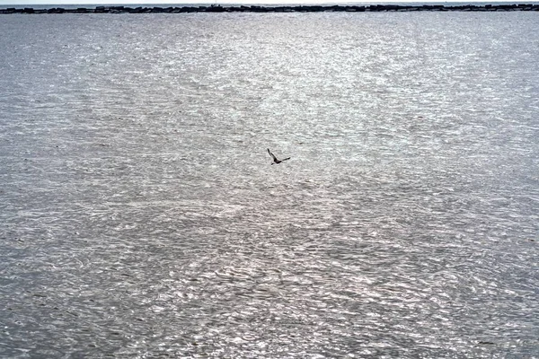 Een Prachtige Foto Van Vogels Die Het Wateroppervlak Vliegen — Stockfoto