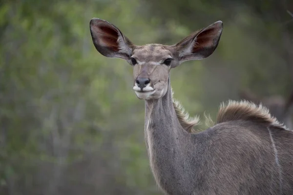 Ein Einsamer Weiblicher Kudu Auf Verschwommenem Hintergrund — Stockfoto