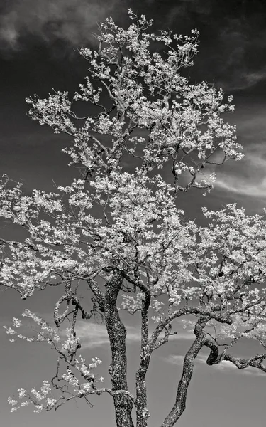 Greyscale Vertical Uma Árvore Persimmon Sob Luz Sol Dia — Fotografia de Stock