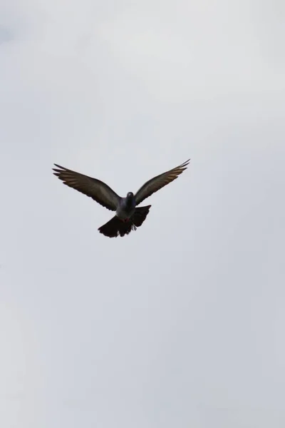Disparo Vertical Pájaro Volando Cielo Gris — Foto de Stock