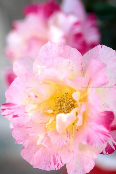Zbliżenie Strzał Piękny Różowy Kwiat Zamazanym Tłem — Zdjęcie stockowe