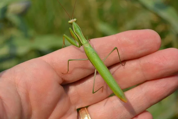 Closeup Shot Person Holding Mantis — Stok fotoğraf