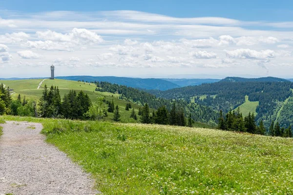 Ein Feldweg Mit Blick Auf Grüne Sanfte Hügel Und Kiefern — Stockfoto