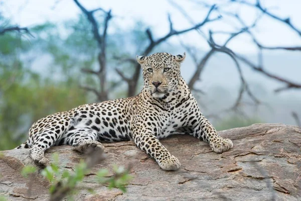 Primer Plano Leopardo Africano Aspecto Feroz Descansando Sobre Roca Con — Foto de Stock